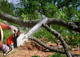 How Our Tree Care Process Works  in  South Hill, WA