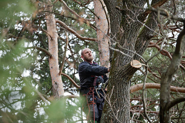 South Hill, WA Tree Removal Services Company